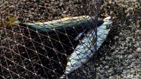 西宮突堤　早朝ツバス